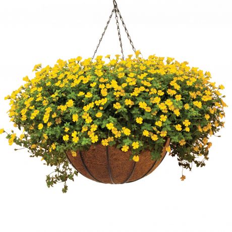 Mecardonia x hybrida Magic Carpet (stek) Perkplanten, Stek