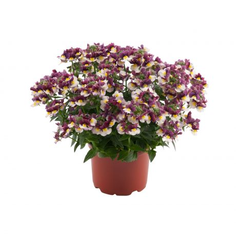 Nemesia Fruticans Sun2 (stek) Perkplanten, Stek