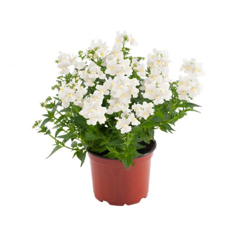 Nemesia Fruticans Sun2 (stek)