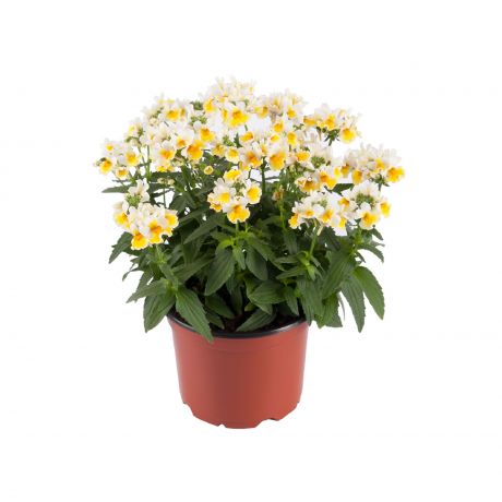 Nemesia Fruticans Sun2 (stek)