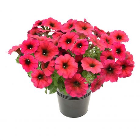 Petchoa Hybrida Beautical (stek) Perkplanten, Stek