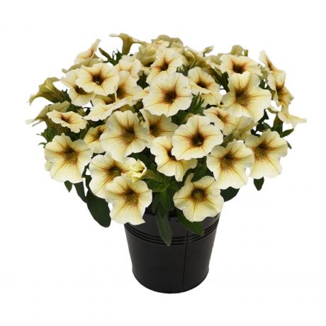 Petchoa Hybrida Beautical (stek)