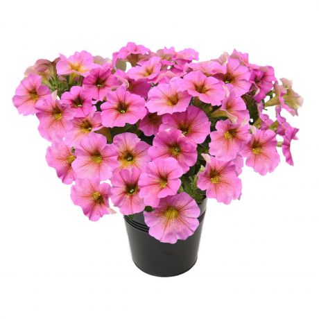 Petchoa Hybrida Beautical (stek)