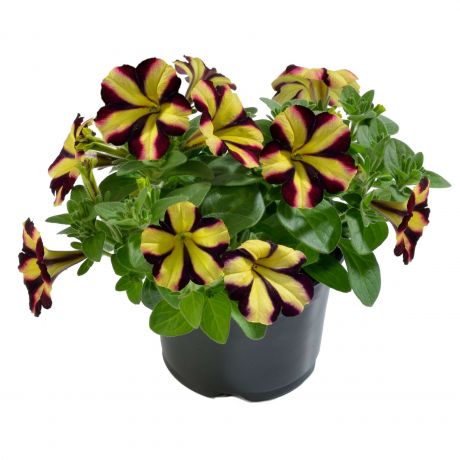 Petunia (stek) Perkplanten, Stek