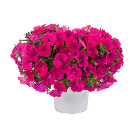 Petunia (stek)