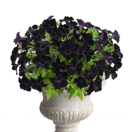 Petunia (stek)