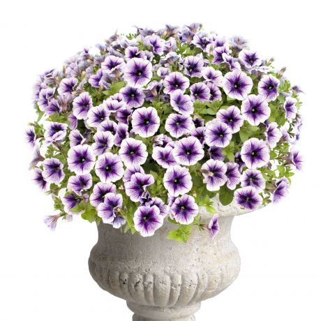 Petunia (stek)