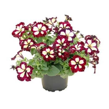 Petunia (stek)