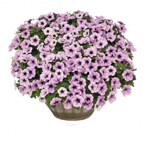 Petunia (stek)