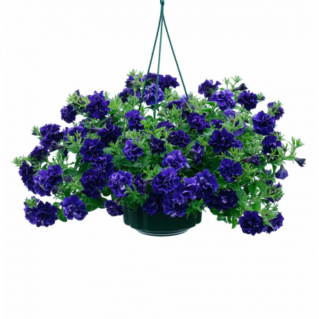 Petunia (stek)