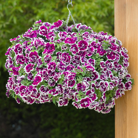 Petunia (stek)