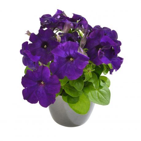 Petunia GRFL Lupo (zaad) Perkplanten, Zaad