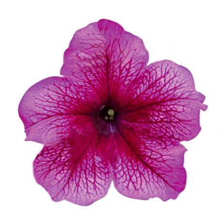 Petunia GRFL Lupo (zaad)
