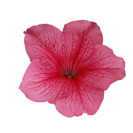 Petunia GRFL Lupo (zaad)