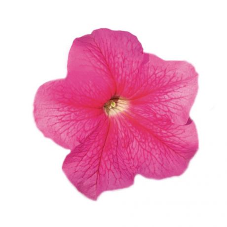 Petunia GRFL Lupo (zaad)