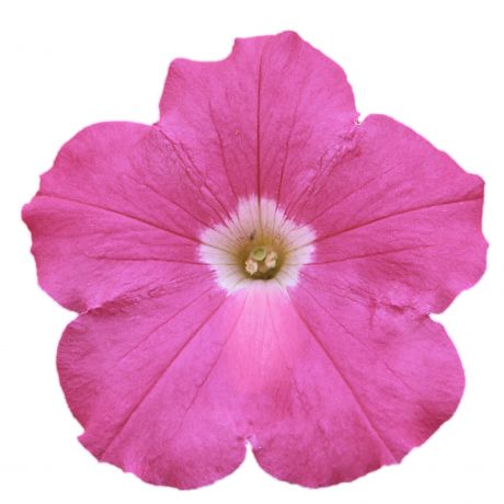Petunia GRFL Lupo (zaad)
