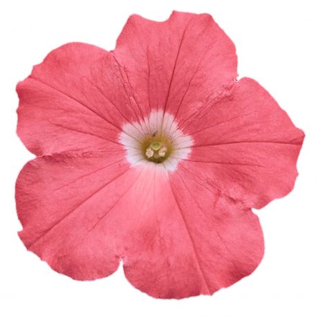 Petunia GRFL Lupo (zaad)