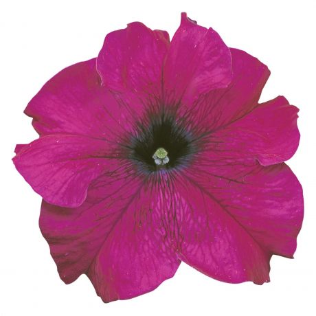Petunia GRFL Lupo (zaad)