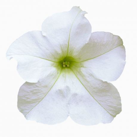 Petunia GRFL Lupo (zaad)