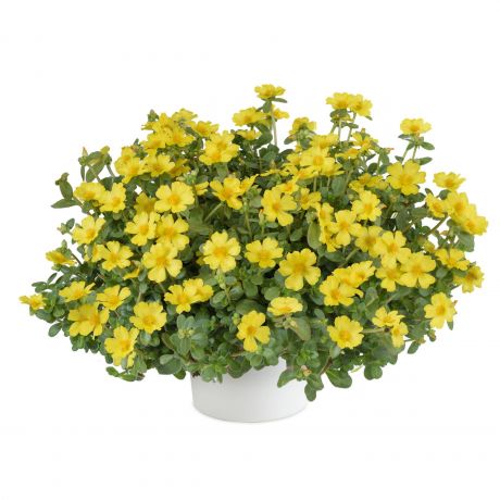 Portulaca (stek) Perkplanten, Stek