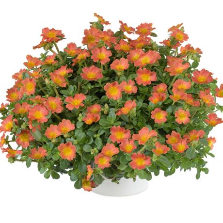 Portulaca (stek)