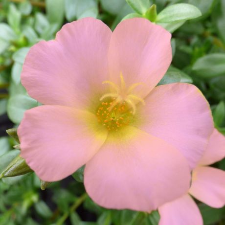 Portulaca (stek)