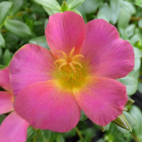 Portulaca (stek)