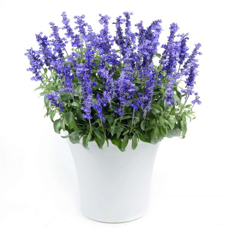 Salvia Farinacea Sallyfun (stek) Perkplanten, Stek