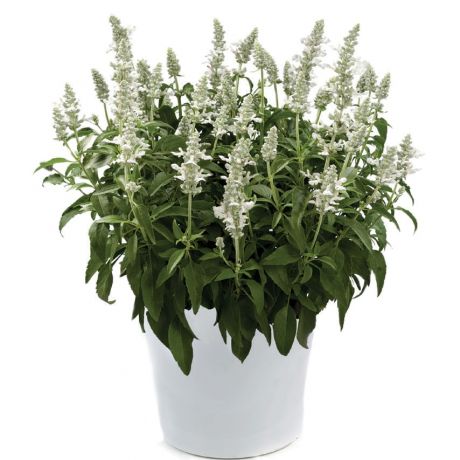 Salvia Farinacea Sallyfun (stek)