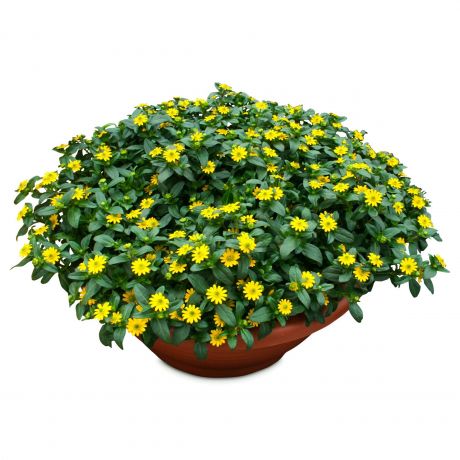 Sanvitalia Speciosa Sunstar (stek) Perkplanten, Stek