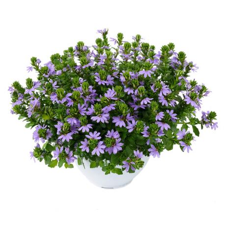 Scaevola Aemula (stek) Perkplanten, Stek