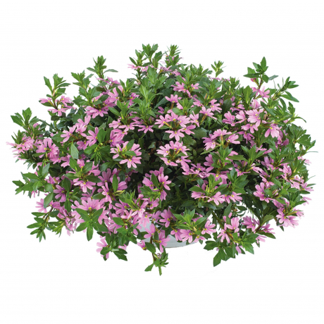 Scaevola Aemula (stek)