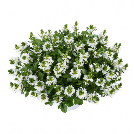 Scaevola Aemula (stek)