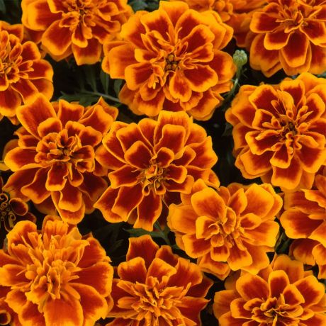 Tagetes Patula Nana Bonanza (zaad) Perkplanten, Zaad