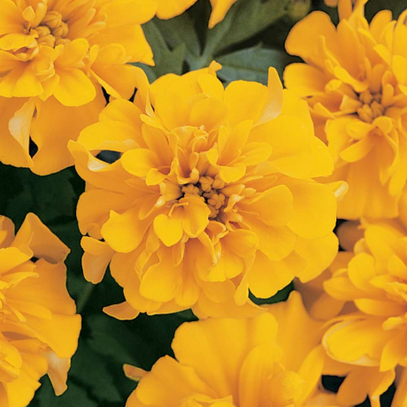 Tagetes Patula Nana Bonanza (zaad)