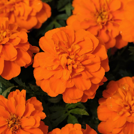 Tagetes Patula Nana Bonanza (zaad)