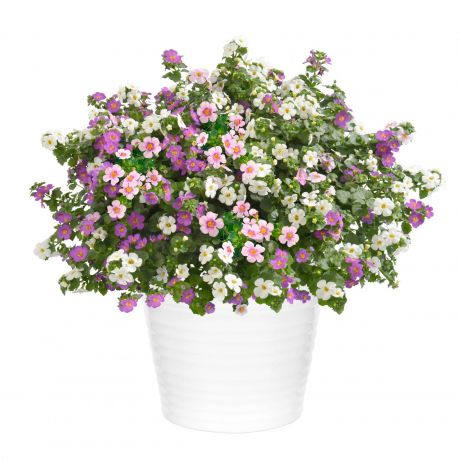 Trio (stek) Perkplanten, Stek