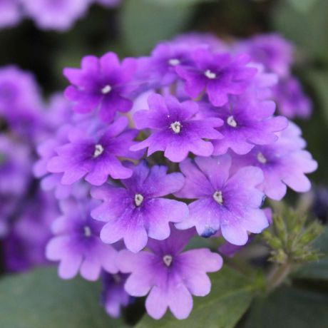 Verbena (stek) Perkplanten, Stek