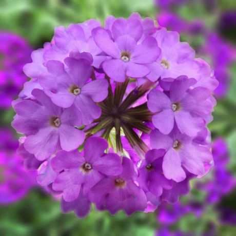 Verbena (stek)