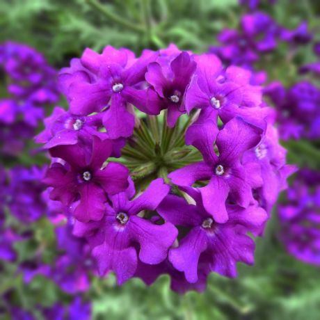 Verbena (stek)