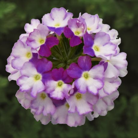 Verbena (stek)