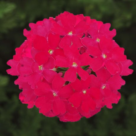 Verbena (stek)
