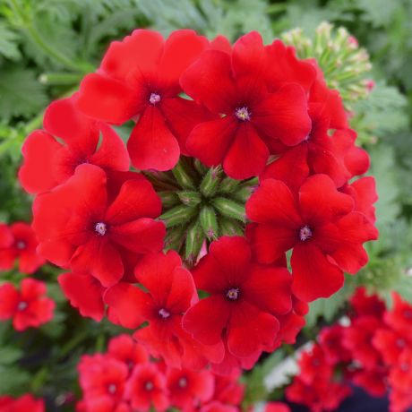 Verbena (stek)
