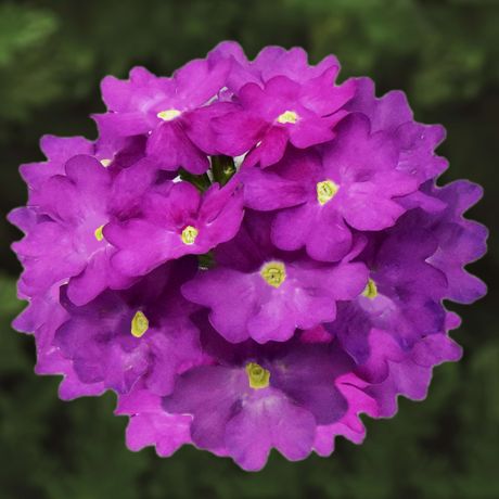 Verbena (stek)