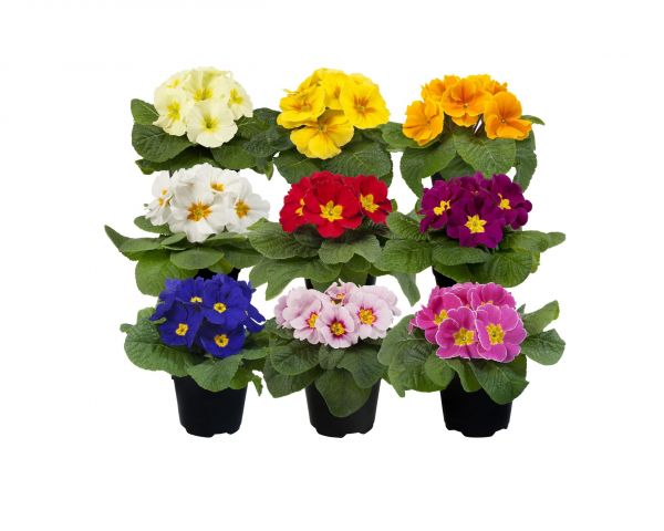 Primula Acaulis (zaad)